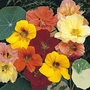 Nasturtium Alaska Mixed Seeds