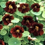 Nasturtium Black Velvet Seeds