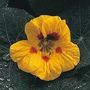 Nasturtium Strawberry Ice Seeds