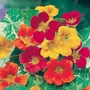 Nasturtium Jewel Of Africa Seeds