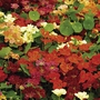 Nasturtium Paintbox Seeds