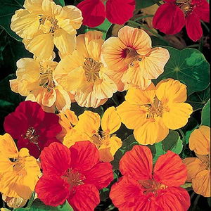 Nasturtium Whirlybird Mix Seeds