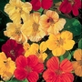 Nasturtium Whirlybird Mix Seeds