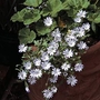 Nemophila Five Spot Trailing Seeds