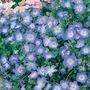 Nemophila Insignis Baby Blue Seeds