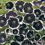 Nemophila Pennie Black Seeds