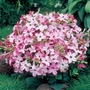 Nicotiana Avalon Bright Pink Seeds