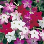 Nicotiana Perfume Mix F1 Seeds