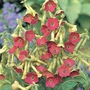 Nicotiana Tinkerbell F1 Hybrid Seeds