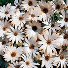 Osteospermum African Moon Seeds