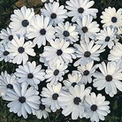 Osteospermum Glistening White Seeds