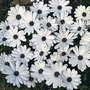 Osteospermum Glistening White Seeds