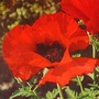 Poppy Orientale Brilliant Seeds