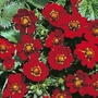 Potentilla Atrosanguinea Seeds