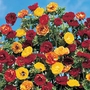 Potentilla Fireball Mixed Seeds