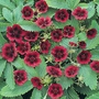 Potentilla Monarchs Velvet Seeds