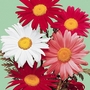 Pyrethrum Large Flowered Seeds