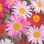 Pyrethrum Single Mixed Seeds