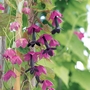 Rhodochiton Purple Bell Vine Seeds