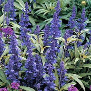 Salvia Farinacea Victoria Seeds