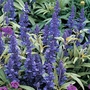 Salvia Farinacea Victoria Seeds