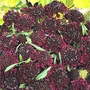 Scabiosa Ace of Spades Seeds