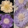 Scabiosa Houses Novelties Seeds