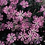 Silene Dwarf Pink Star Seeds