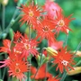 Silene Jack Flash Seeds