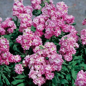 Stock Heaven Scent Seeds