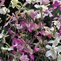 Stocks Night Scented Starlight Seeds