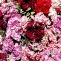 Stocks Tudor Tapestry Seeds