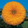 Sunflower Double Shine F1 Seeds