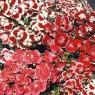 Sweet William Excelsior Mixed Seeds