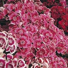Sweet William Indian Carpet Seeds