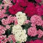 Sweet William Petite Mix Seeds