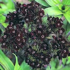 Sweet William Sooty Seeds