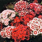 Sweet William Auricula Seeds
