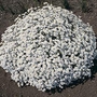 Tanacetum Jack Pot Seeds
