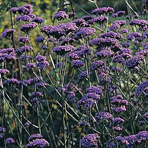 Verbena Bonariensis Seeds