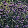 Verbena Bonariensis Seeds
