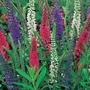 Veronica Mixed Colours Seeds