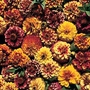 Zinnia Aztec Sunset Seeds