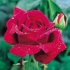 Crimson Glory - Climbing Rose