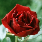 Guinea - Climbing Rose