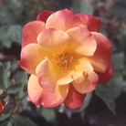 Josephs Coat - Climbing Rose