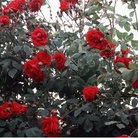 Pauls Scarlet - Climbing Rose