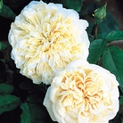 Sombreuil - Climbing Rose