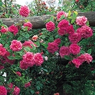 Zpherine Drouhin - Climbing Rose