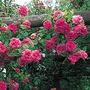 Zpherine Drouhin - Climbing Rose